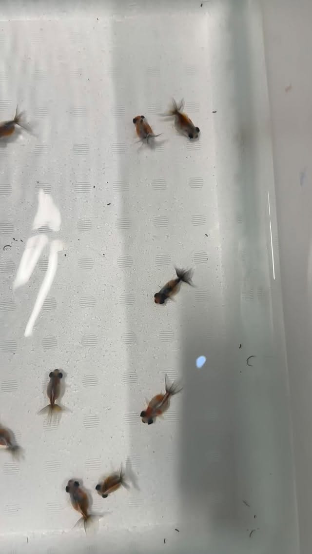 Post 6 by 金魚専門店ラックス on Instagram (video)