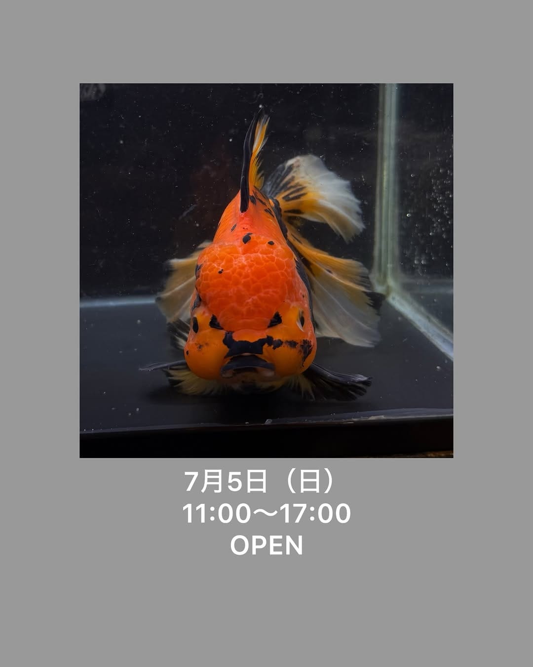 Post 1 by 金魚専門店ラックス on Instagram (image)