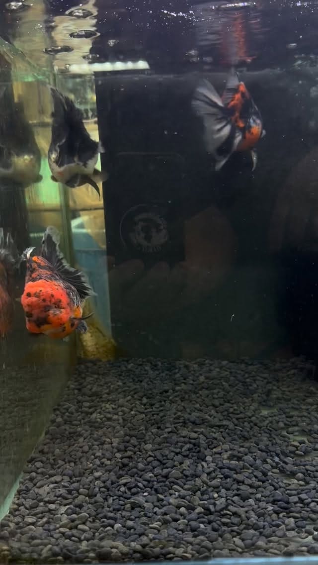 Post 4 by 金魚専門店ラックス on Instagram (video)
