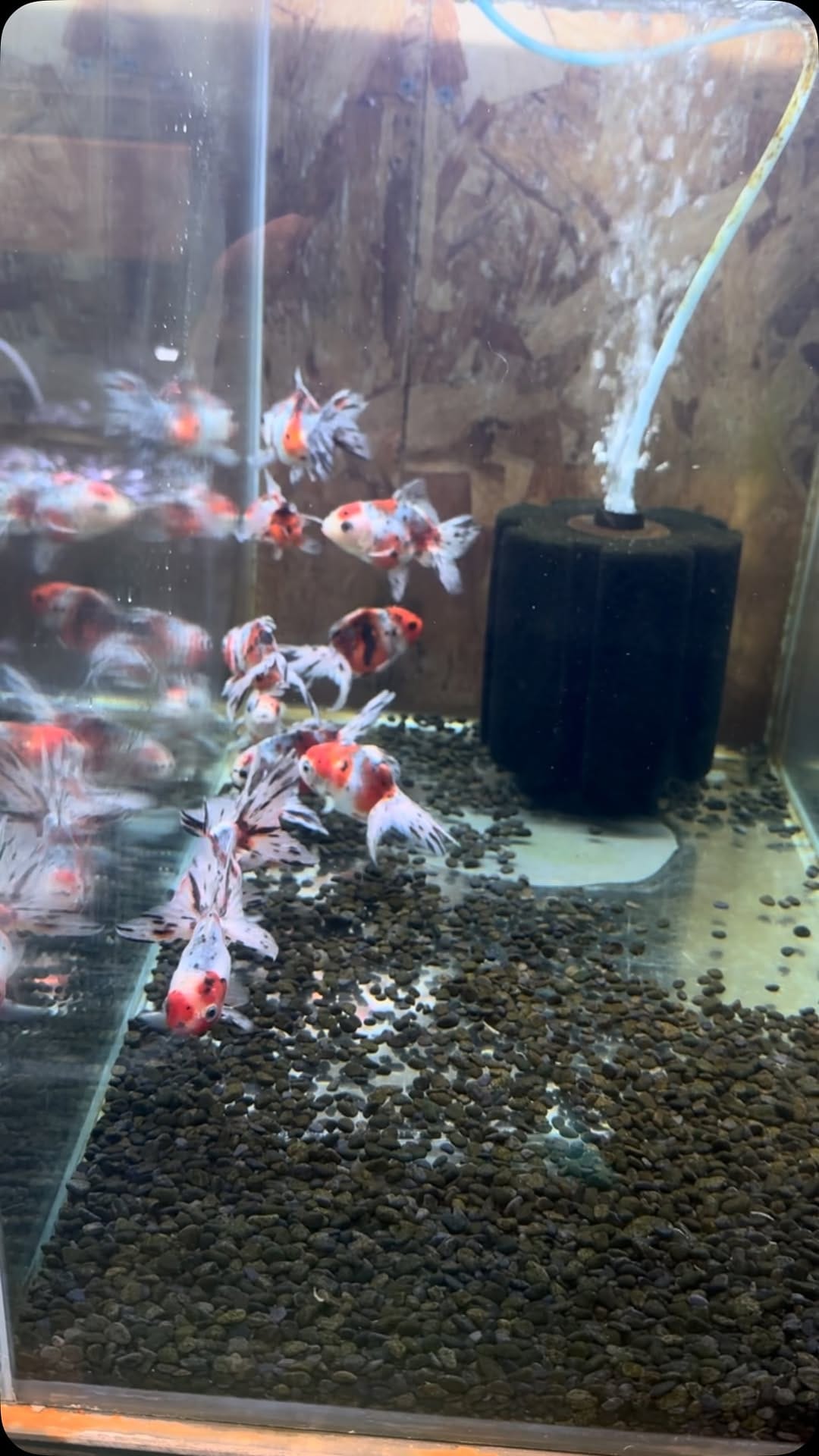 Post 5 by 金魚専門店ラックス on Instagram (video)
