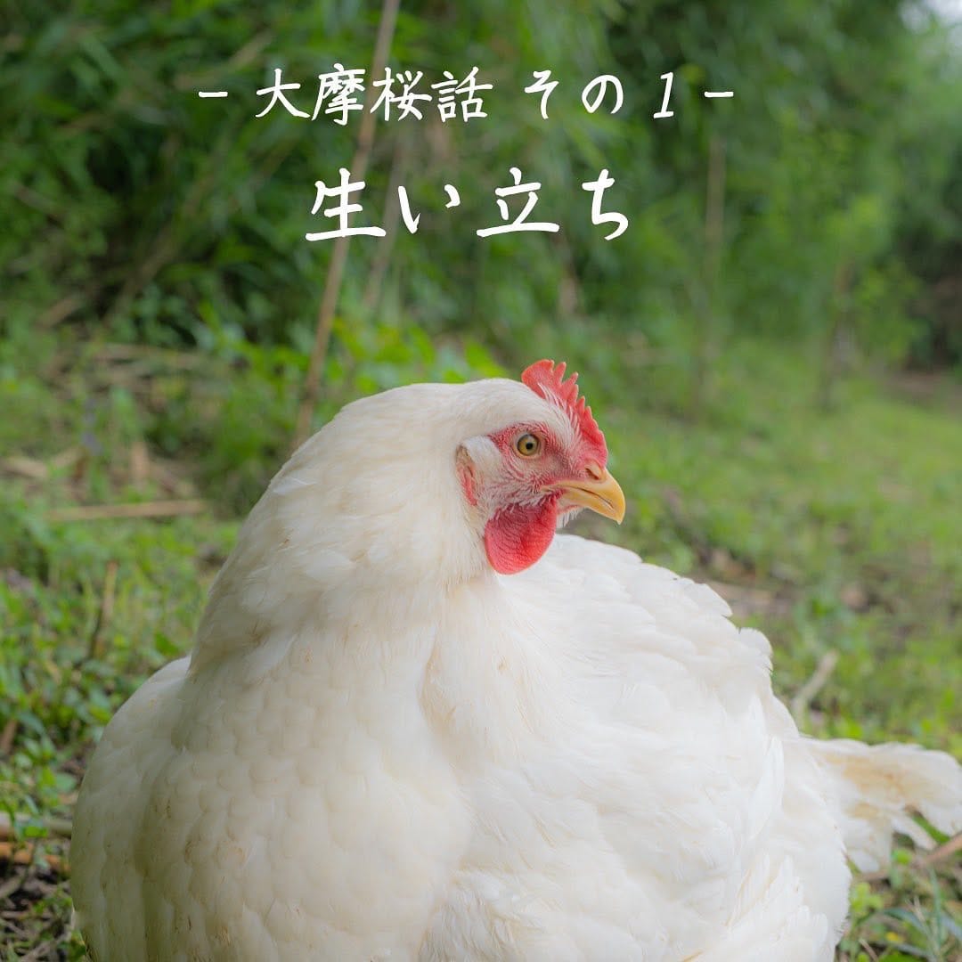 Post 10 by 鹿児島 知覧☆『かしわ・鶏刺し専門店 大摩桜』生産農場直売所 on Instagram (carousel)