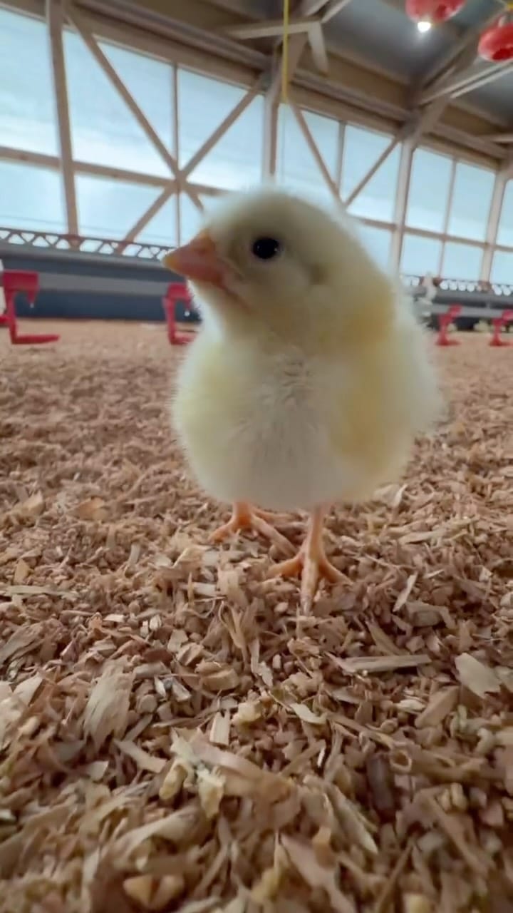 Post 3 by 鹿児島 知覧☆『かしわ・鶏刺し専門店 大摩桜』生産農場直売所 on Instagram (video)