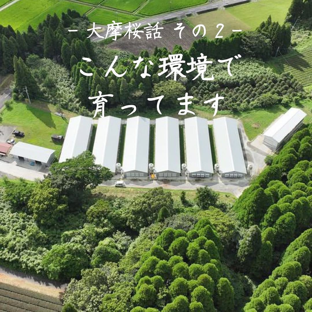 Post 9 by 鹿児島 知覧☆『かしわ・鶏刺し専門店 大摩桜』生産農場直売所 on Instagram (carousel)