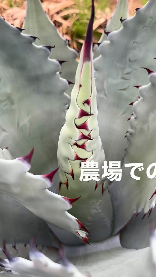 Post 1 by RYU PLANTS NETWORK on Instagram (video)