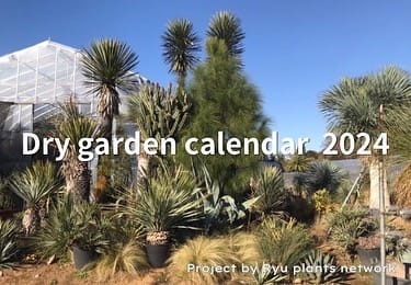 Post 9 by RYU PLANTS NETWORK on Instagram (carousel)