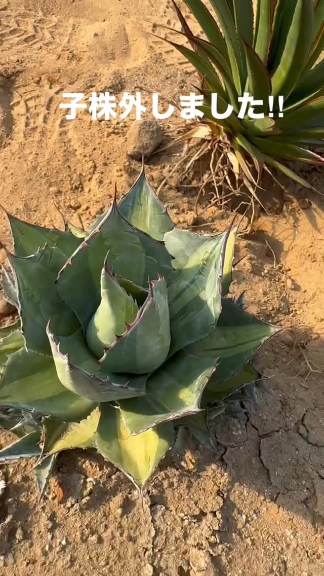 Post 6 by RYU PLANTS NETWORK on Instagram (video)