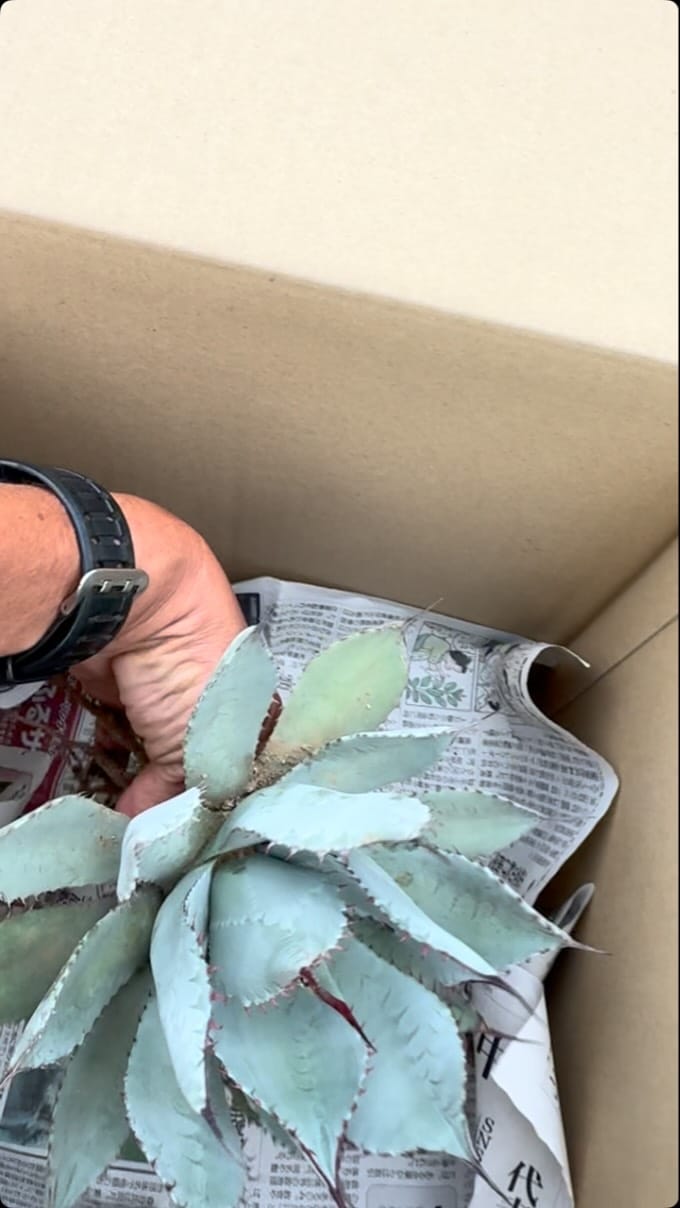 Post 2 by RYU PLANTS NETWORK on Instagram (video)