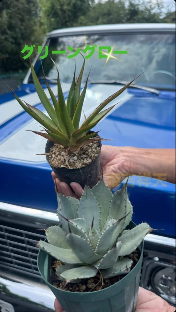 Post 3 by RYU PLANTS NETWORK on Instagram (video)