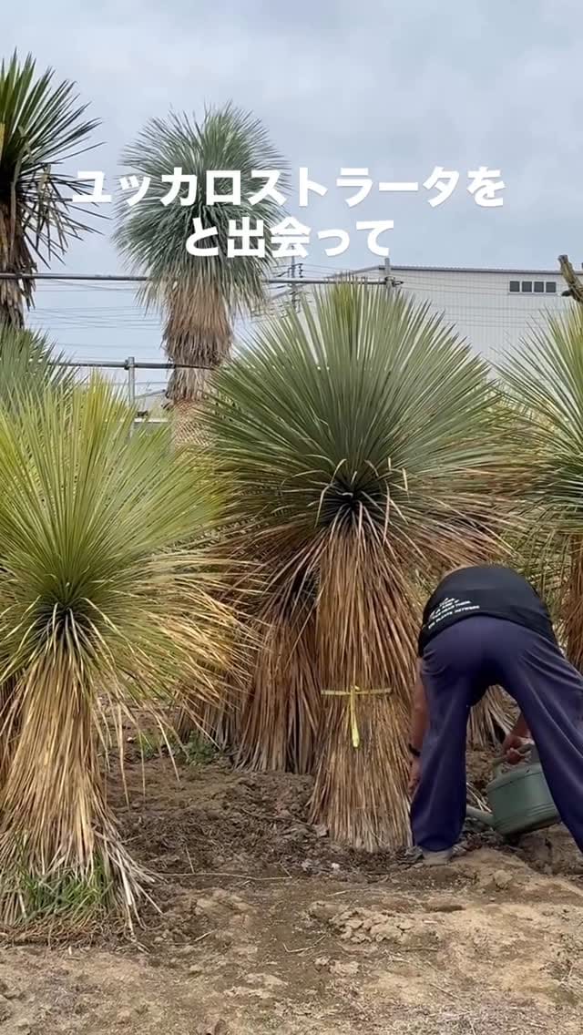 Post 7 by RYU PLANTS NETWORK on Instagram (video)