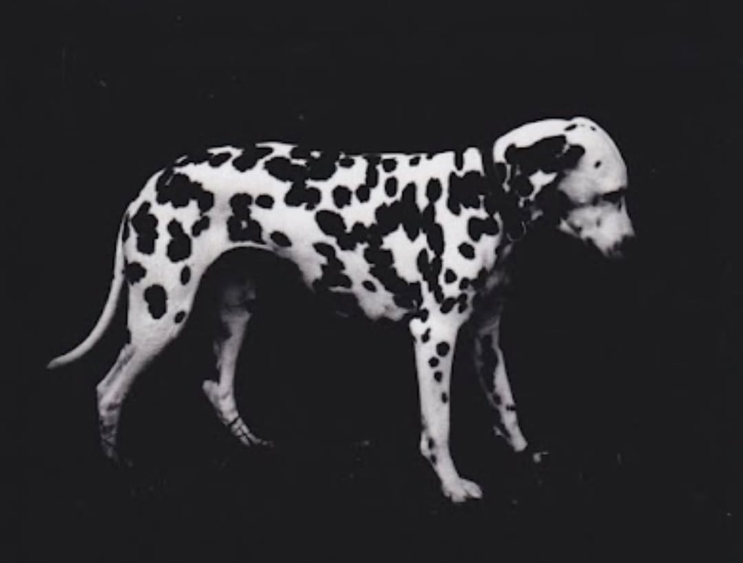 Post 7 by Giacomo Brunelli on Instagram (image)
