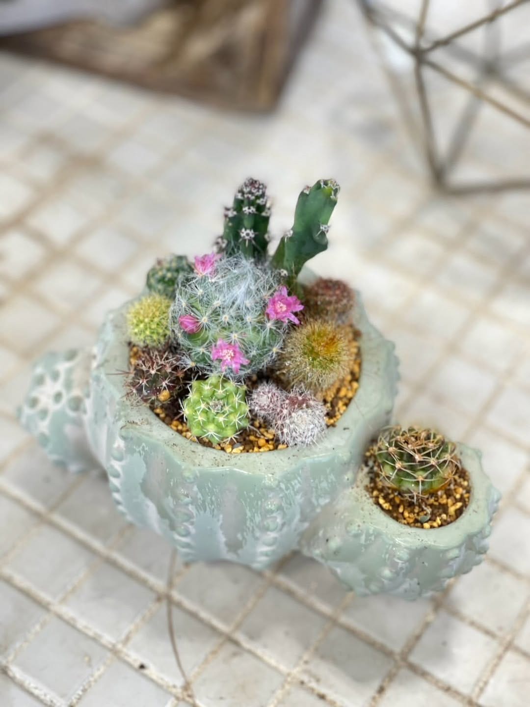 Post 7 by ガーデンメッセ🌵多肉専用アカウント🌵 on Instagram (carousel)
