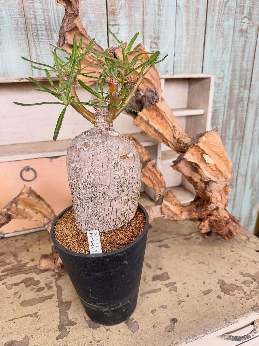 Post 10 by ガーデンメッセ🌵多肉専用アカウント🌵 on Instagram (carousel)