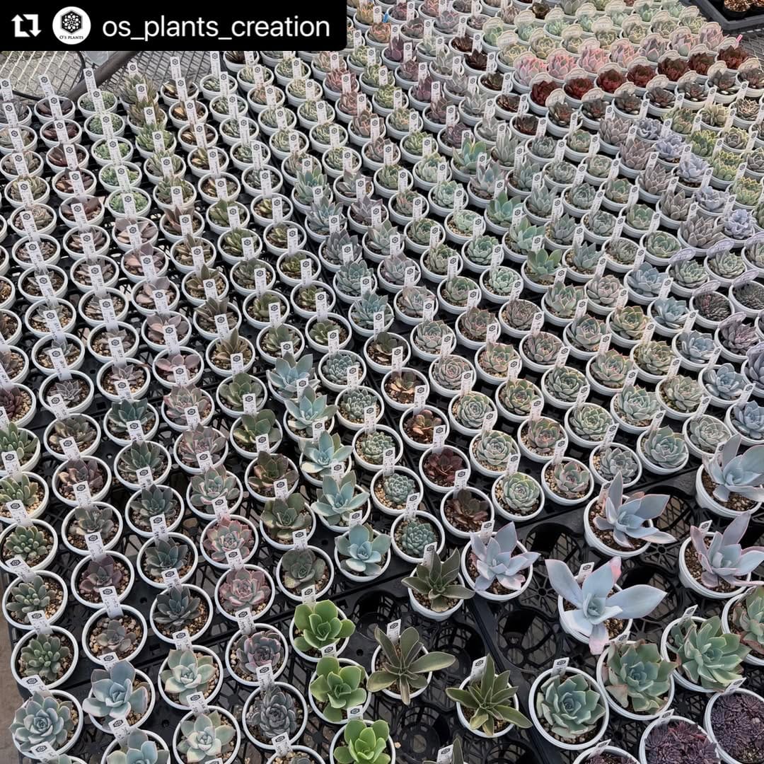 Post 8 by ガーデンメッセ🌵多肉専用アカウント🌵 on Instagram (carousel)