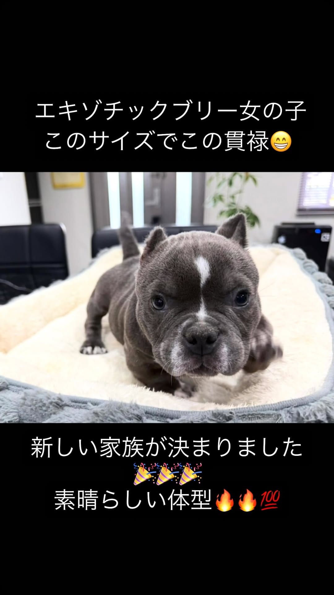 Post 6 by エキゾチックブリー/ドーベルマン on Instagram (video)