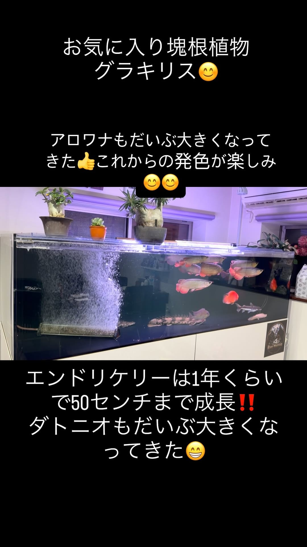 Post 3 by エキゾチックブリー/ドーベルマン on Instagram (video)