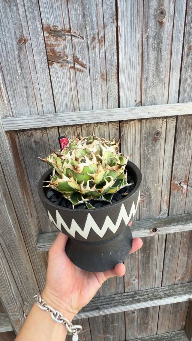 Post 2 by PLANTS by FRAME /高級アガベ専門店 on Instagram (video)
