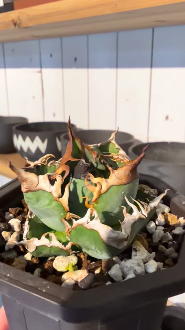 Post 9 by PLANTS by FRAME /高級アガベ専門店 on Instagram (video)