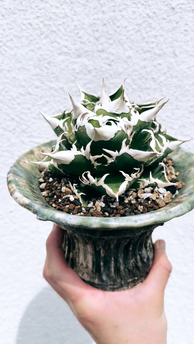 Post 5 by PLANTS by FRAME /高級アガベ専門店 on Instagram (video)