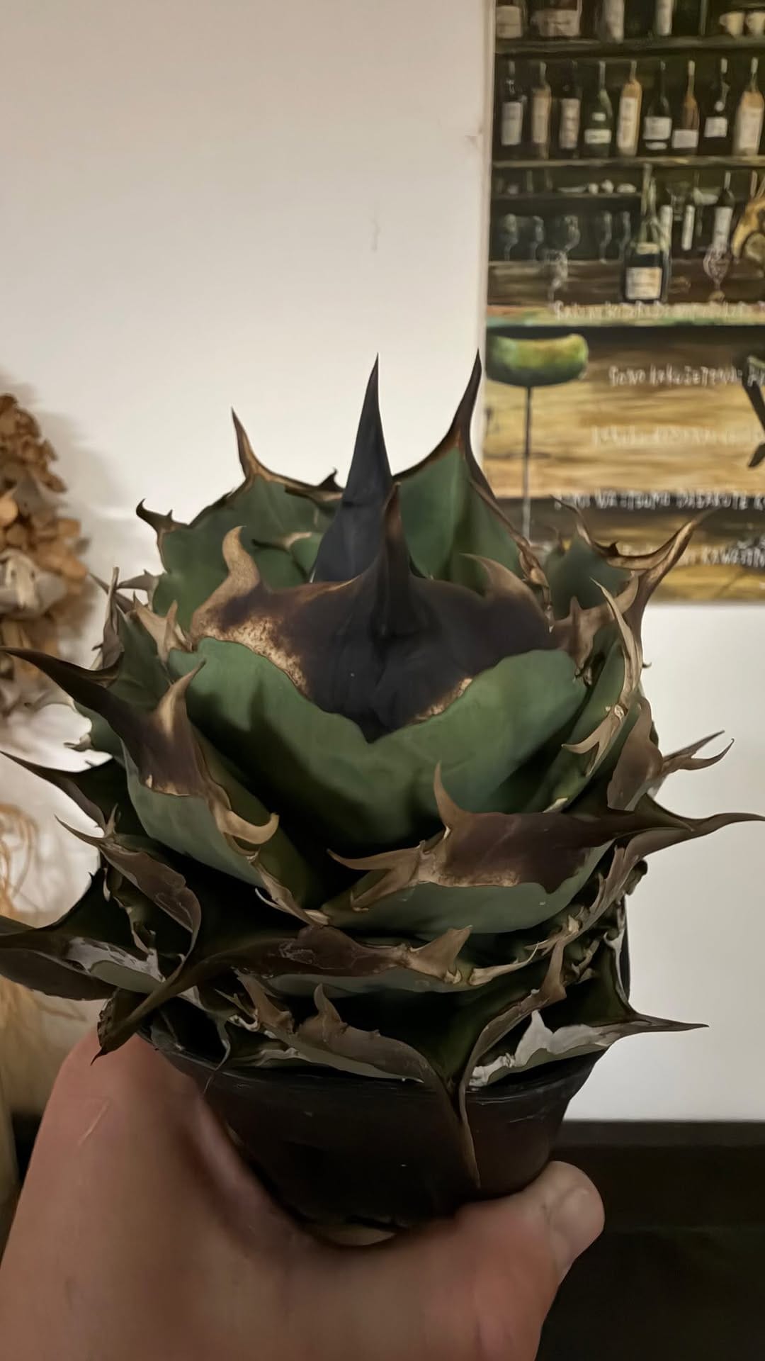 Post 4 by PLANTS by FRAME /高級アガベ専門店 on Instagram (video)