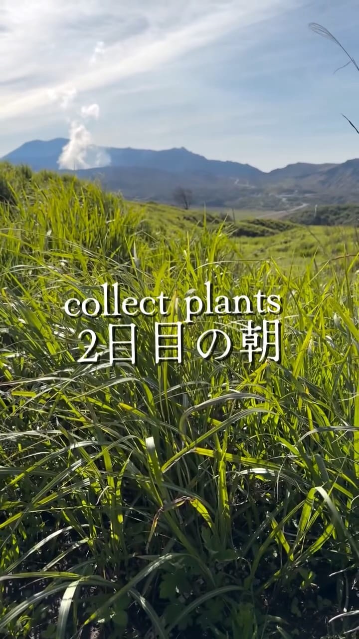Post 6 by PLANTS by FRAME /高級アガベ専門店 on Instagram (video)