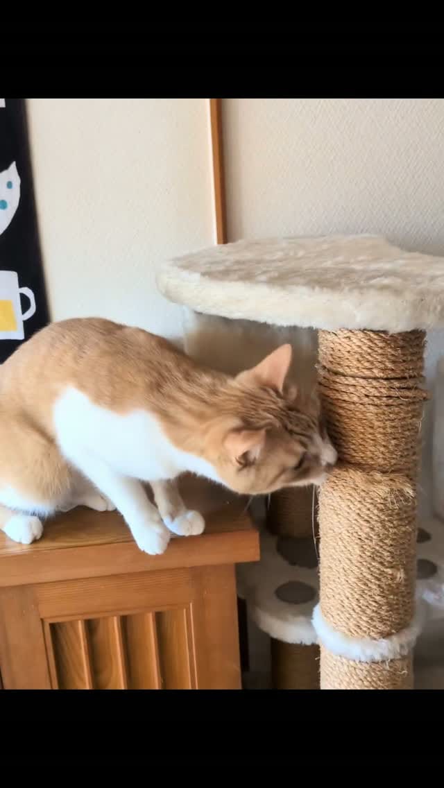 Post 7 by ねこ絵本とねこ雑貨の店 かぎしっぽ　(猫本・猫雑貨) on Instagram (video)