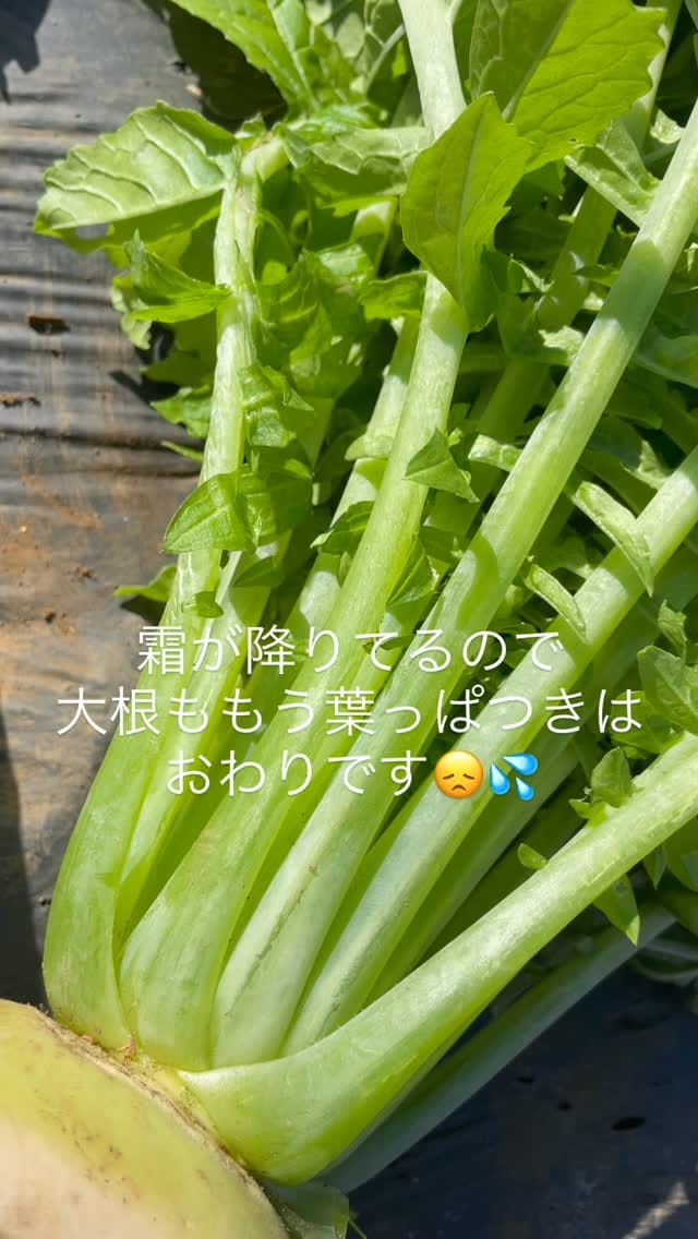 Post 3 by 𖦞𝔸𝕪 on Instagram (video)