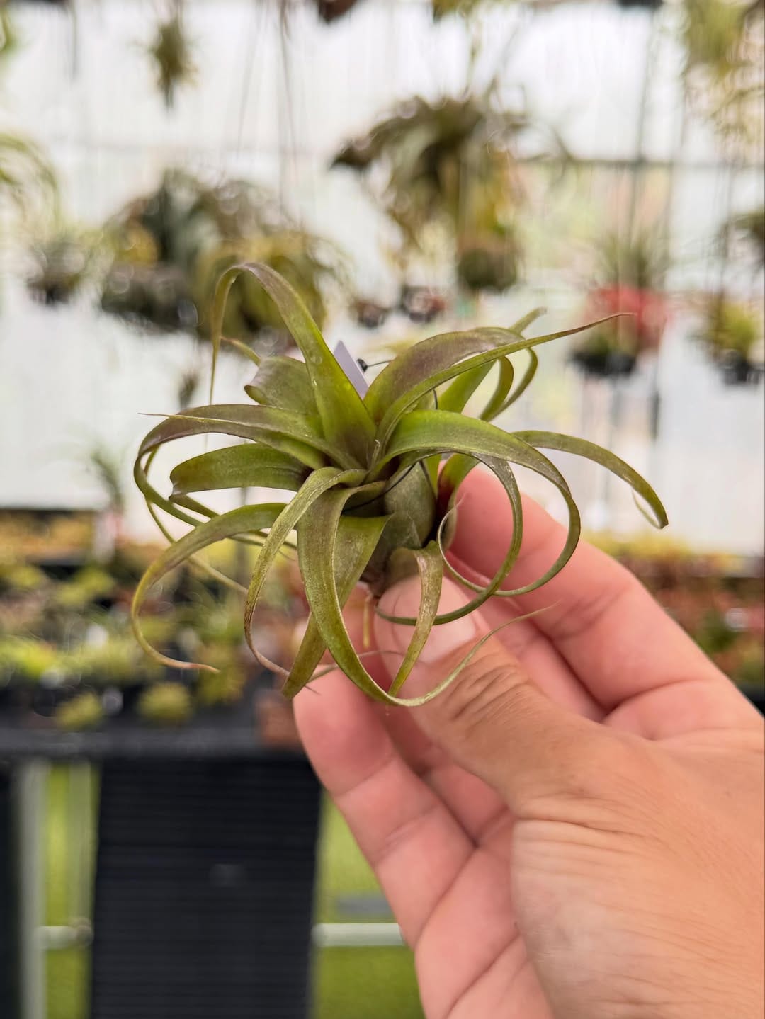 Post 5 by Couleur plants クルールプランツ on Instagram (carousel)