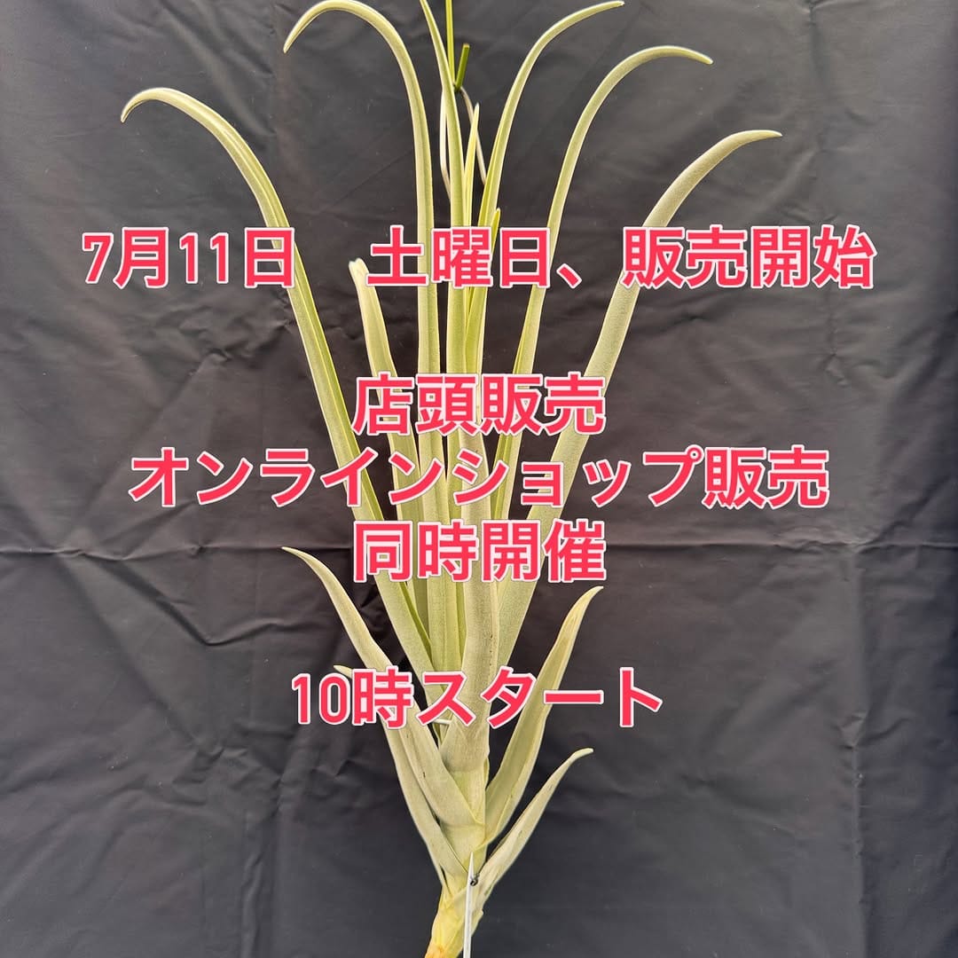 Post 2 by Couleur plants クルールプランツ on Instagram (carousel)