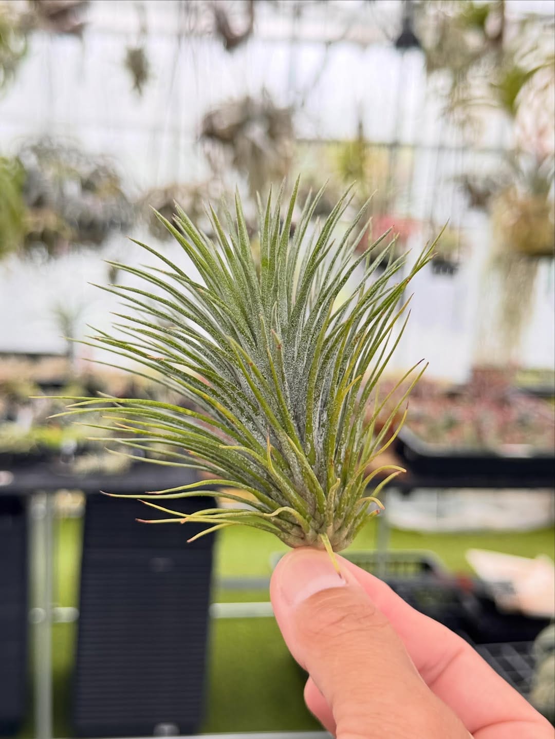 Post 6 by Couleur plants クルールプランツ on Instagram (carousel)