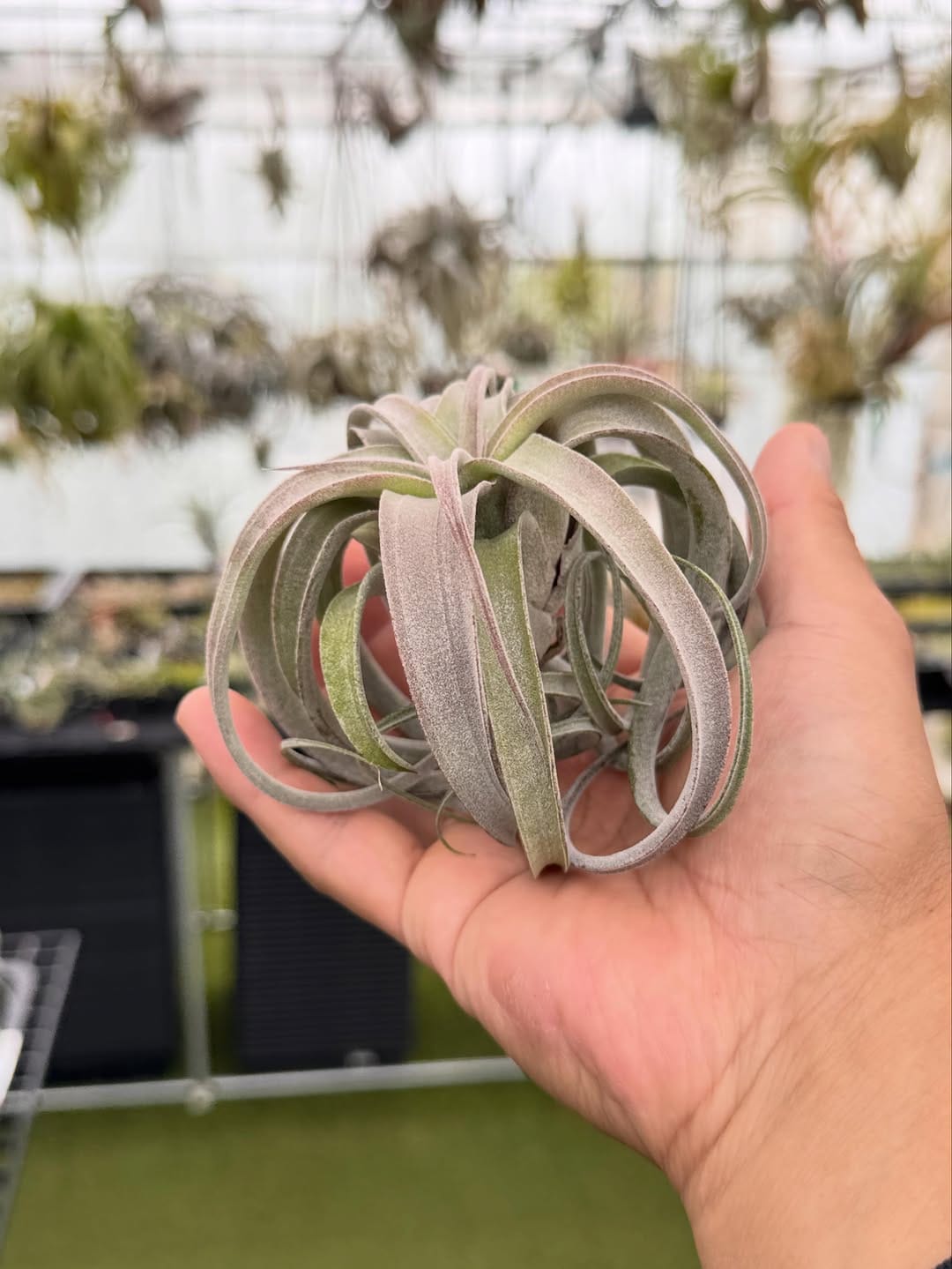 Post 7 by Couleur plants クルールプランツ on Instagram (carousel)