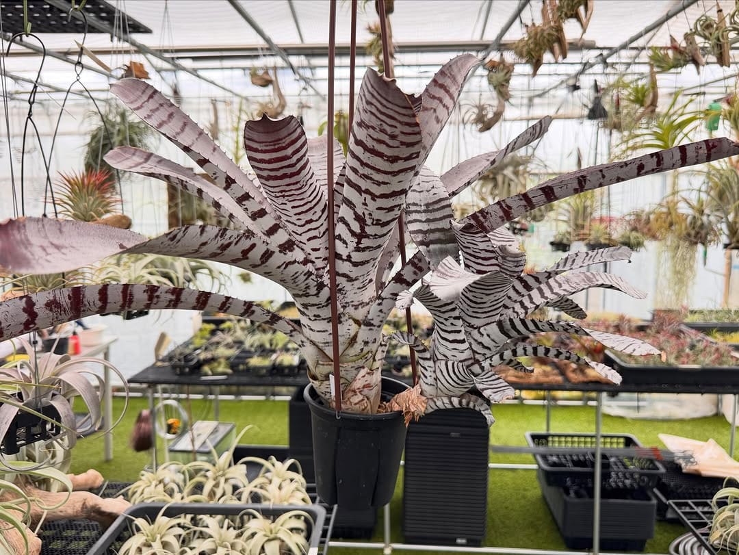 Post 9 by Couleur plants クルールプランツ on Instagram (carousel)