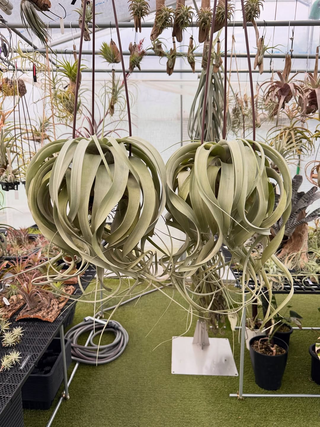 Post 1 by Couleur plants クルールプランツ on Instagram (carousel)