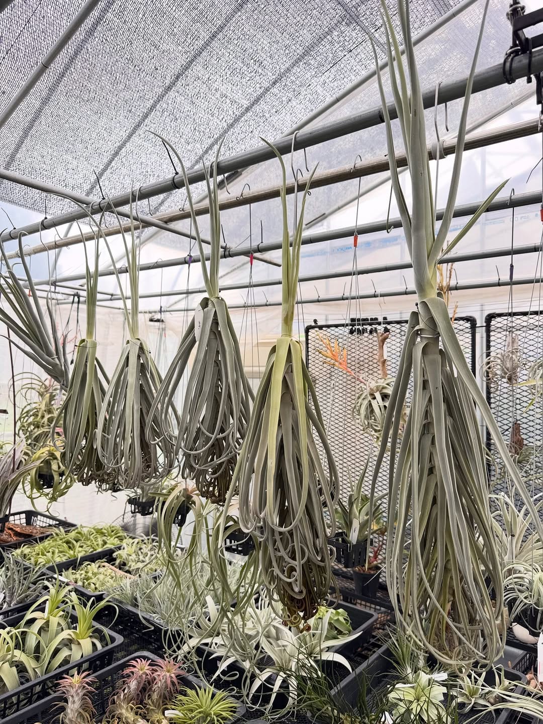 Post 3 by Couleur plants クルールプランツ on Instagram (carousel)