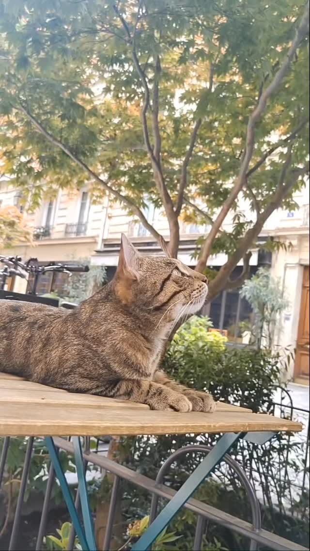 Post 9 by MARK'STYLE TOKYO on Instagram (video)