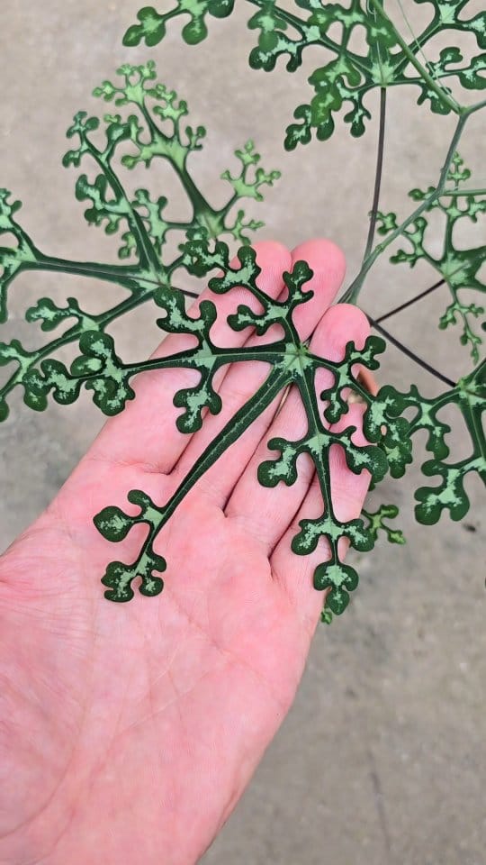 Post 8 by Rogier van Vugt on Instagram (video)