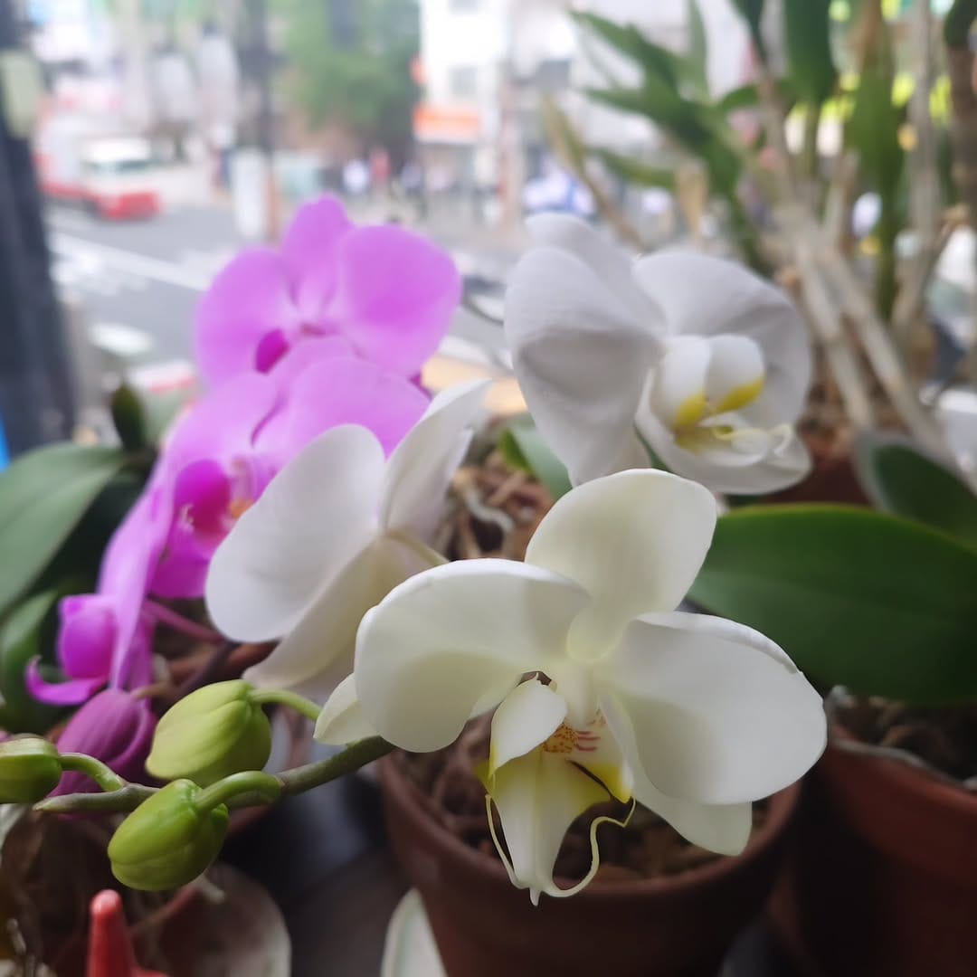Post 1 by cafe GOTO on Instagram (image)