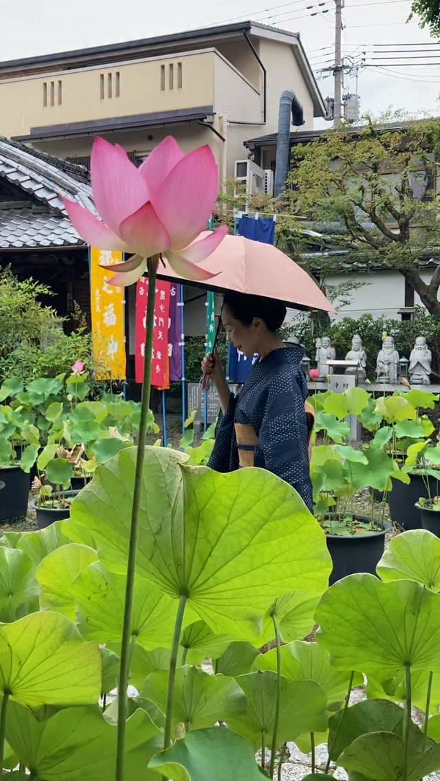 Post 6 by 京都きもの唐草 on Instagram (video)