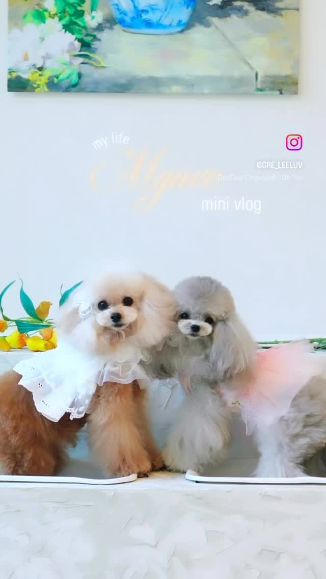 Post 8 by 마이니 (mYnee) on Instagram (video)