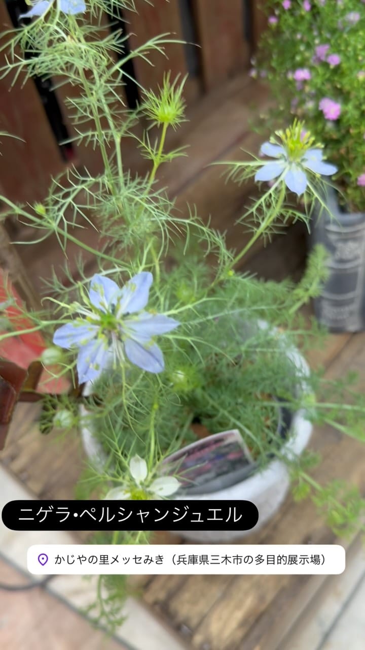 Post 8 by toujours jardin,fukitei on Instagram (video)