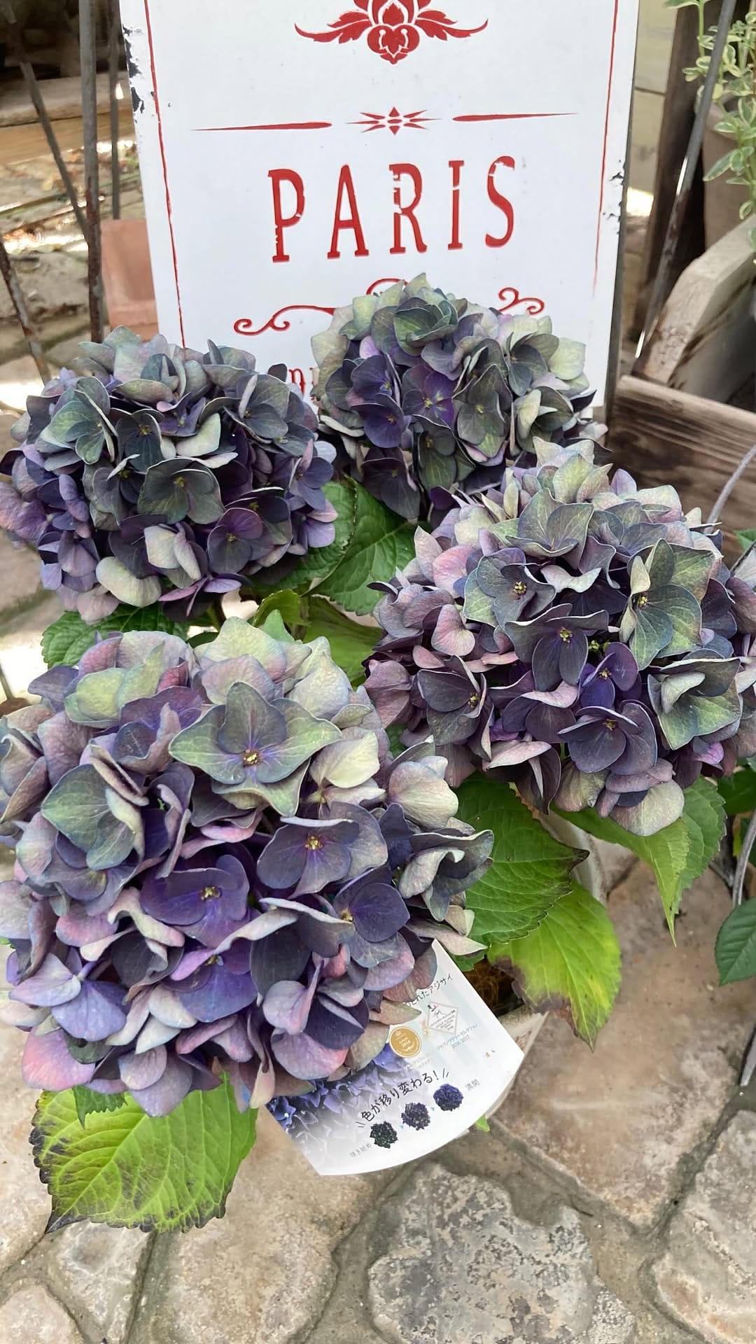 Post 2 by toujours jardin,fukitei on Instagram (video)