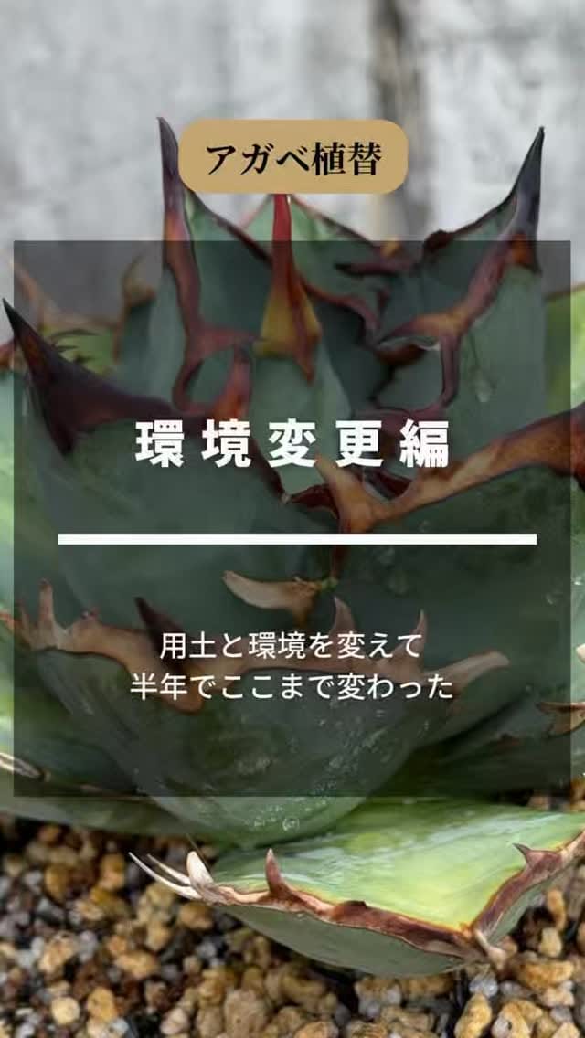 Post 8 by black monster plants on Instagram (video)