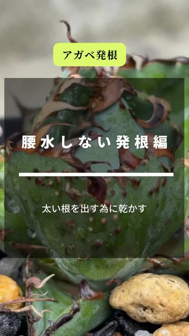 Post 2 by black monster plants on Instagram (video)