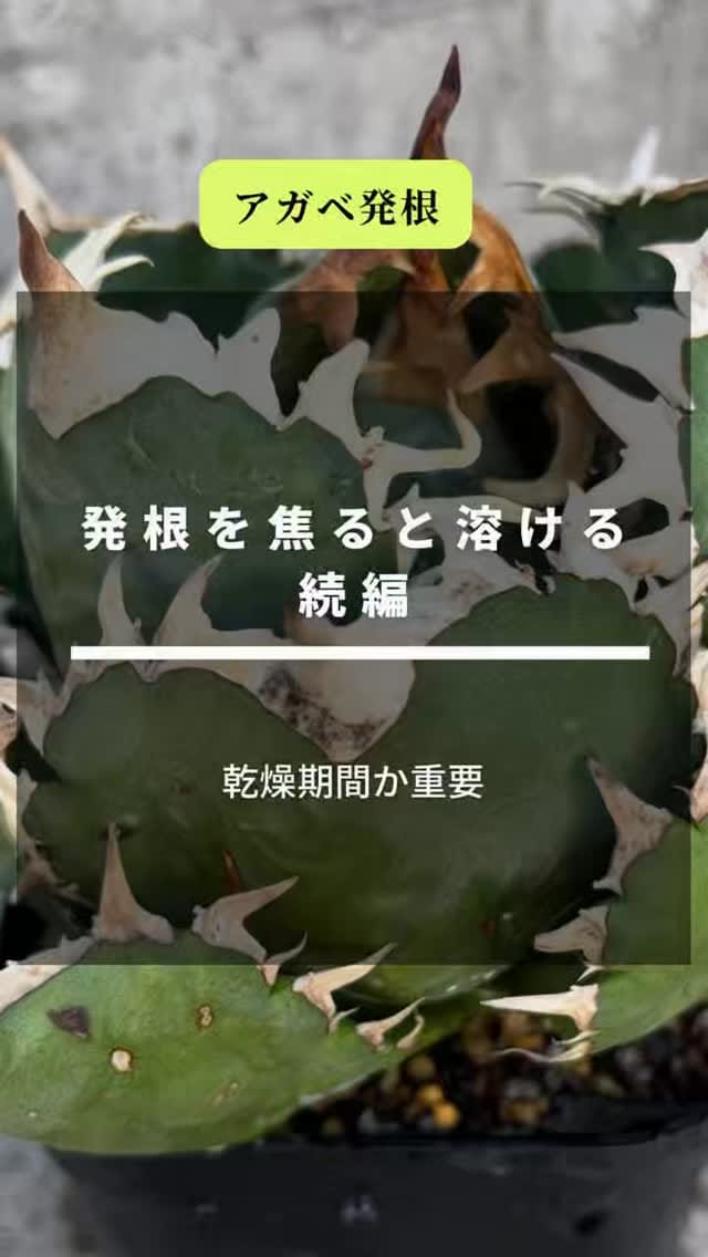 Post 9 by black monster plants on Instagram (video)