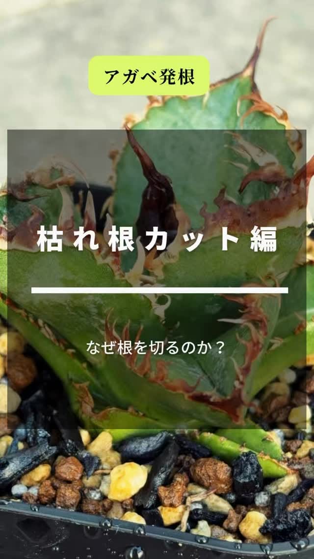 Post 10 by black monster plants on Instagram (video)