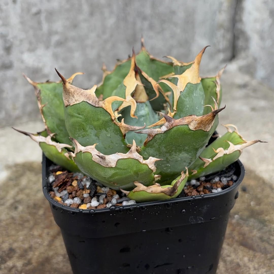 Post 7 by black monster plants on Instagram (carousel)