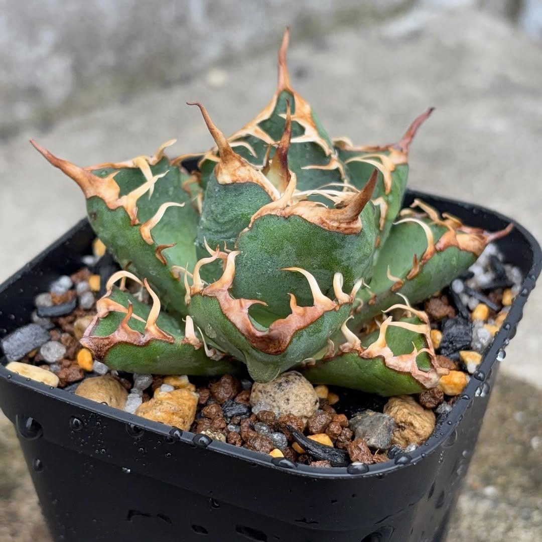 Post 5 by black monster plants on Instagram (carousel)