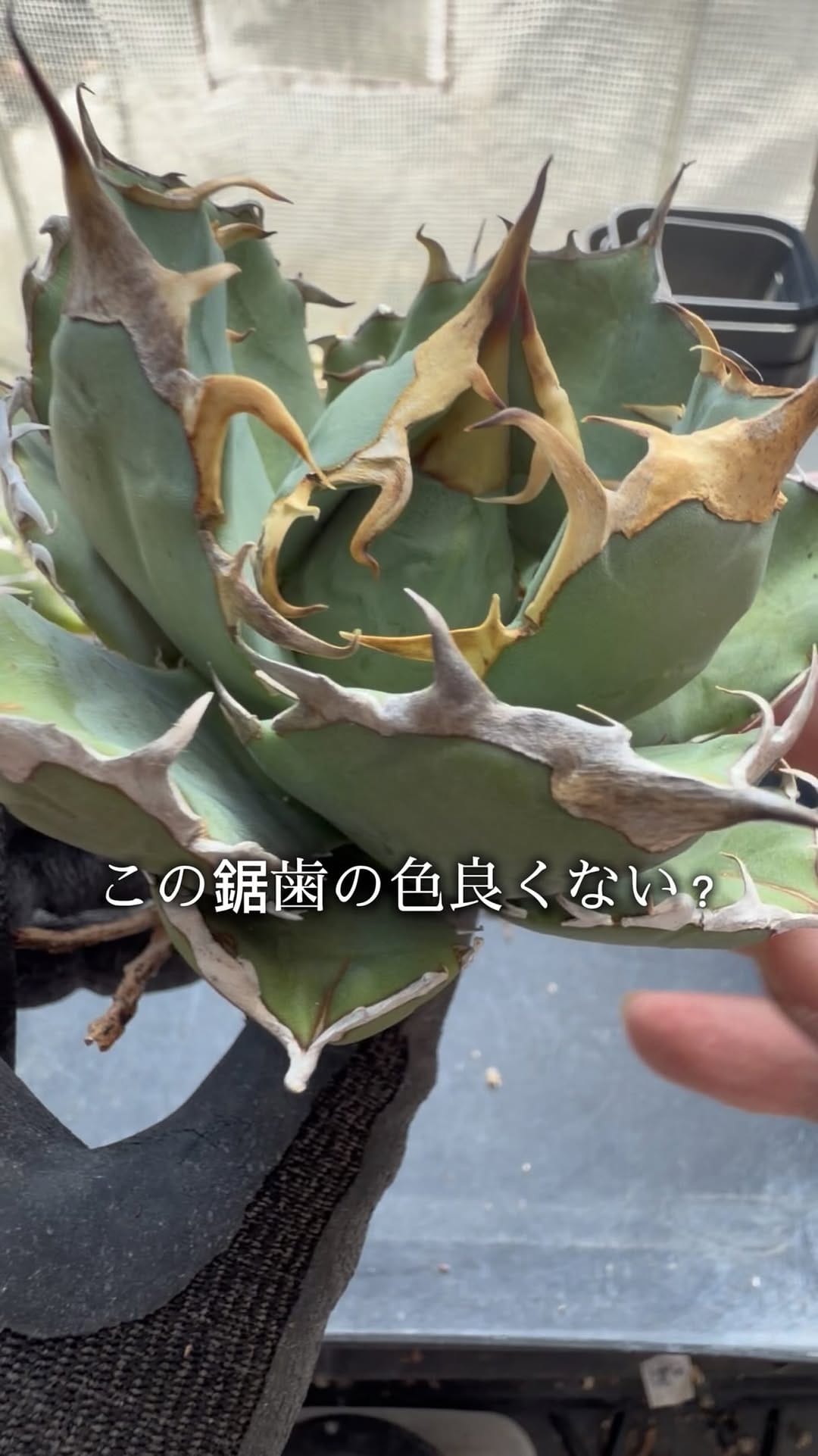 Post 6 by black monster plants on Instagram (video)