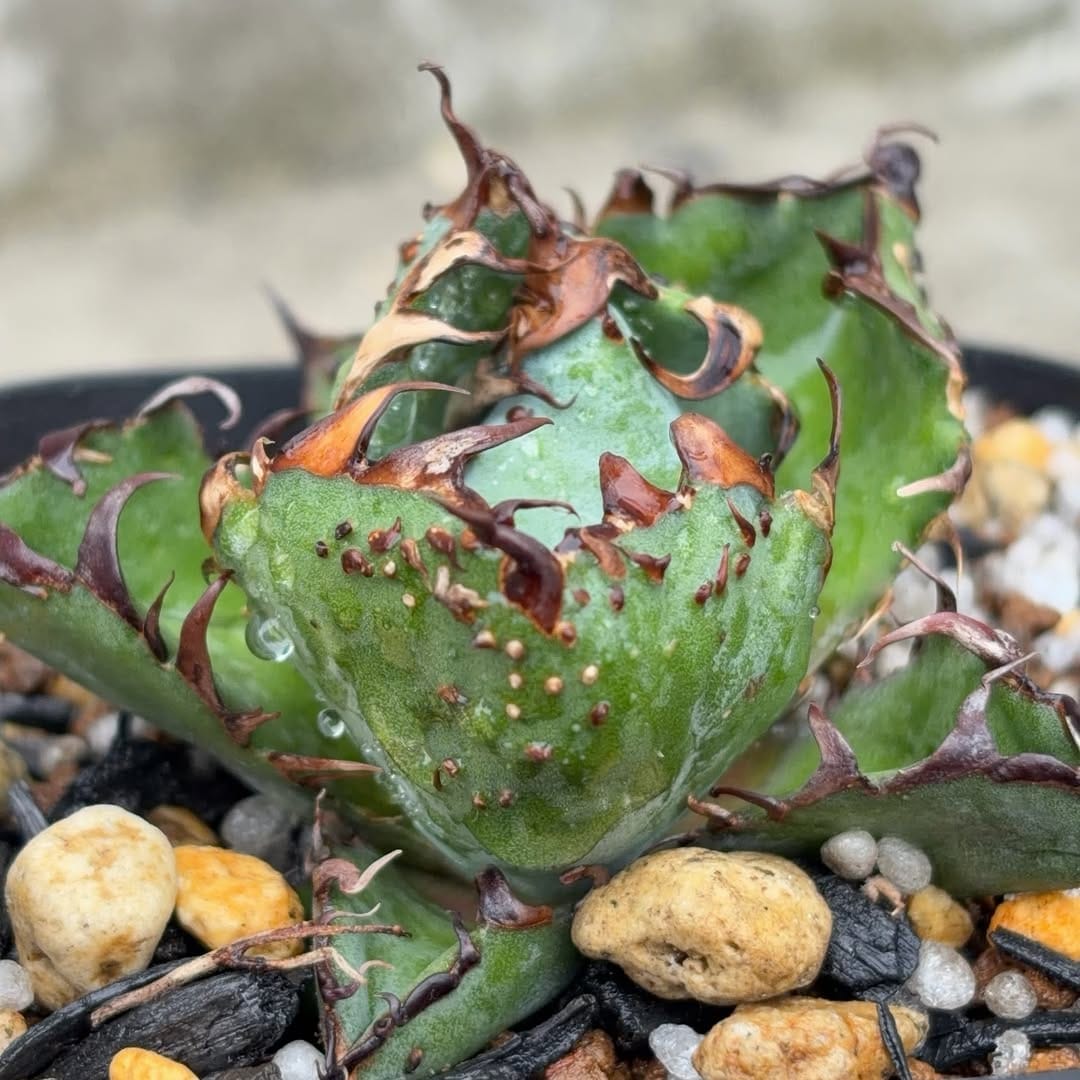 Post 3 by black monster plants on Instagram (carousel)
