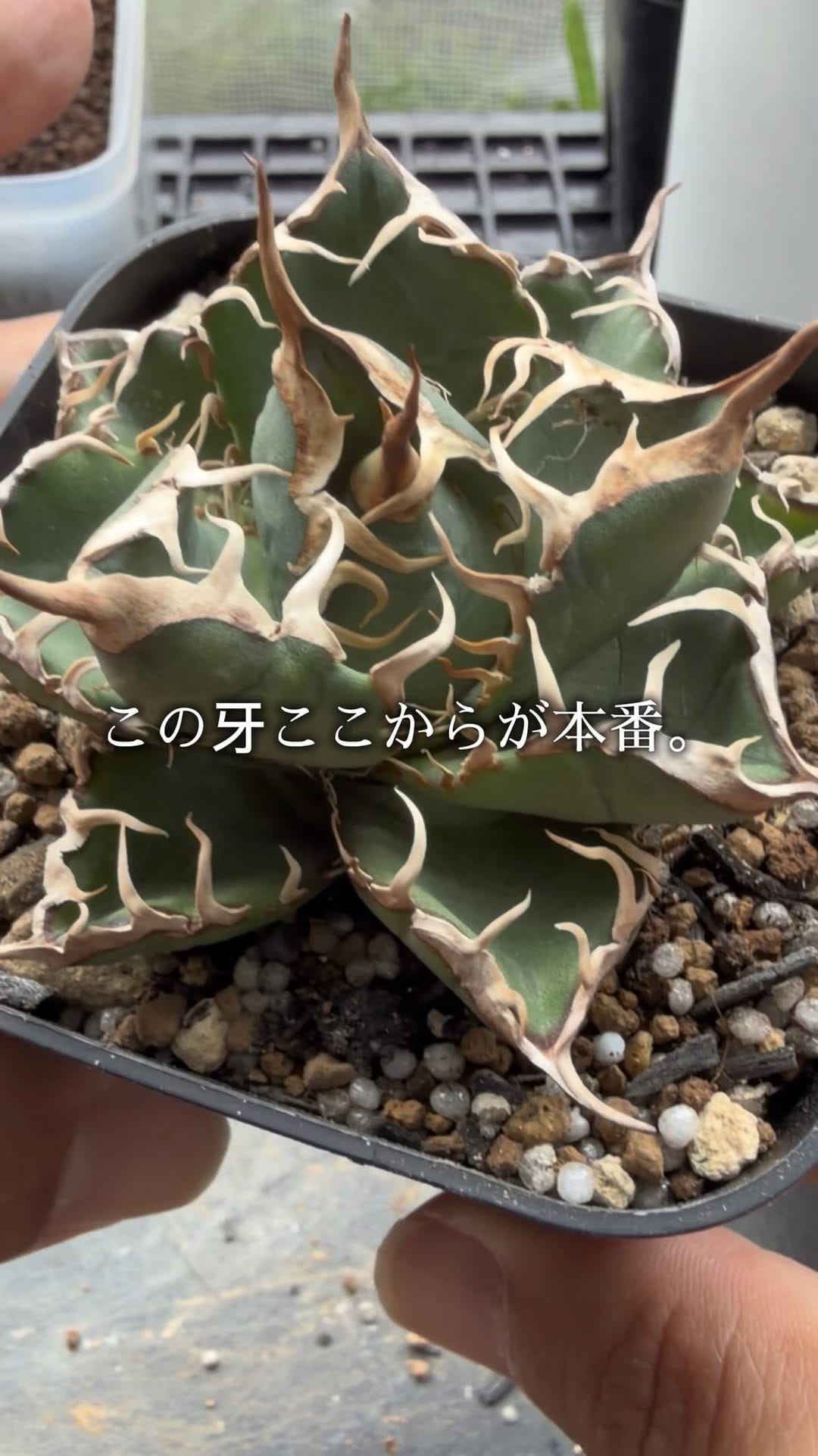 Post 4 by black monster plants on Instagram (video)