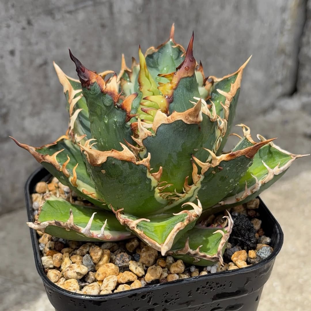 Post 1 by black monster plants on Instagram (carousel)
